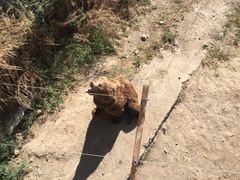 -新疆天山野生动物园