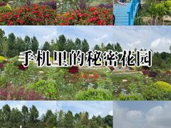 -荷兰花海