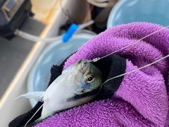 -小猫钓鱼海钓俱乐部(椰梦长廊店)