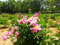 -洛阳郁金香牡丹园