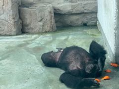 -合肥野生动物园