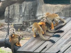 -大连森林动物园