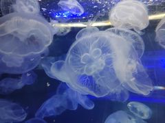 -重庆欢乐海底世界