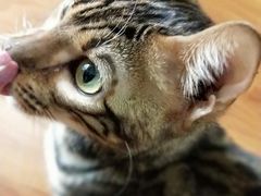 -猫爪屋猫咖(乐汇城店)