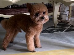 -北京观赏动物医院·24小时大型综合·猫专科·异宠专科