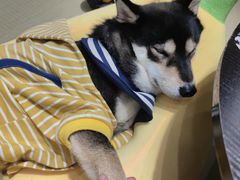 -逗柴咖啡屋·狗咖猫咖宠物桌游