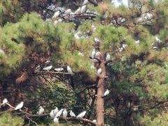 -燕塞湖鸟语林景区