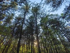 -帽儿山国家森林公园