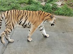 -西安秦岭野生动物园