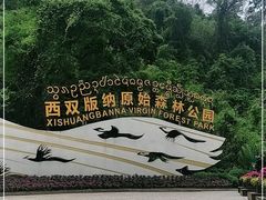 -西双版纳原始森林公园
