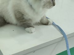 -汪喵宠物医院·骨科心脏影像·犬猫急重症ICU诊疗中心(成华分院)