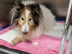 -宠颐生嘉德动物医院