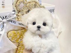 -萌宠之家·腊肠犬·马尔泰·小体犬舍