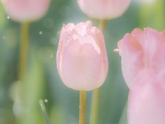 -石家庄市植物园