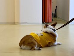 -十月孕记孕妈妈摄影