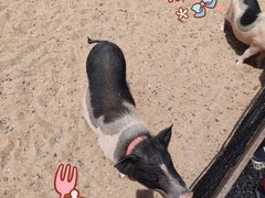 -前小桔亲子创意农场·草莓采摘·露营烧烤