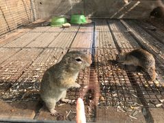 -北京鹿世界主题园