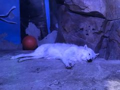 -芜湖新华联大白鲸海洋公园