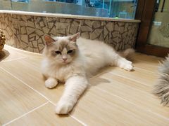 -momokira米努特·德文卷毛猫·棉花面纱犬
