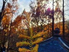 -国家植物园南园