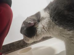 -米苏动物医院·犬猫专科·骨科外科内窥镜