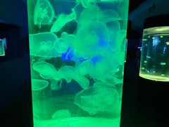 -苏州海洋馆