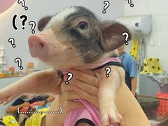 -猪盟咖啡店(玖洲道店)