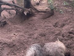 -费瑟代尔野生动物园