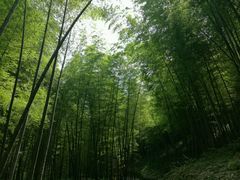 -广州市石门国家森林公园