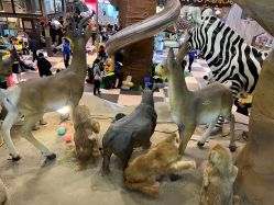 -卡通尼·Safari非洲探索乐园·生日会(金桥国际商业广场店)