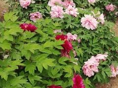 -石家庄市植物园