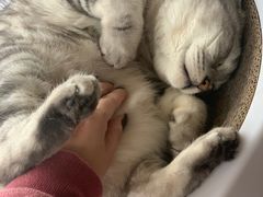 -Catmate·猫肥家润(金润铂宫店)