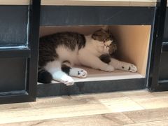 -瞄一喵猫咖(格力海岸店)