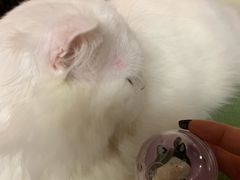 -猫和宫(六道口店)