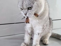 -派美特宠物医院·核磁CT·骨科肿瘤·疑难转诊(沈农禾丰店)