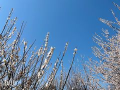 -香雪海