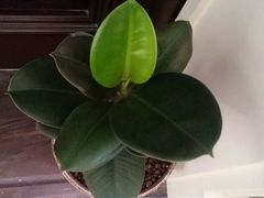 -小城粥道·海胆鲜虾粥(解放广场店)