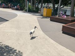 -布里斯班南岸公园