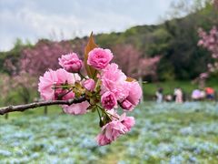 -苏州上方山国家森林公园
