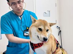 -美联众合爱康动物医院•复杂内科•肿瘤科•牙科•腔镜诊疗中心