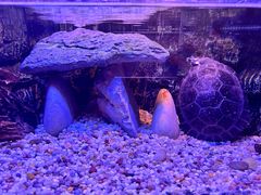 -上海海洋水族馆