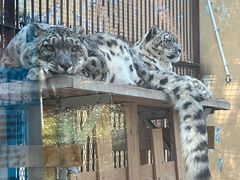 -青藏高原野生动物园