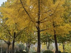 -石家庄市植物园