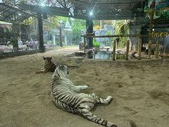 -清迈夜间动物园