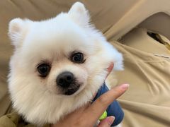 -怪兽屋·羊驼·猫咖·狗咖(俊华广场店)