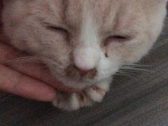 -创凡宠物医院·骨专科  猫科中心(西乡分院)