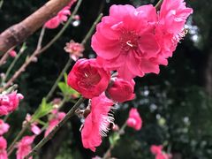 -桃花涧