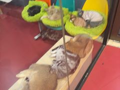 -和它·交个朋友·狗咖猫咖(爱琴海店)