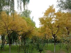 -大兴滨河森林公园