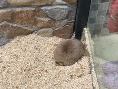 -上海大自然野生昆虫馆(东方明珠·爬宠昆虫探索中心)